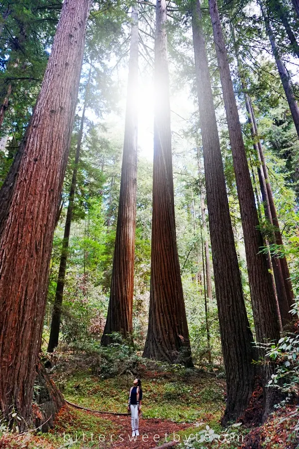 Visit Henry Cowell’s Redwood Forest, California.