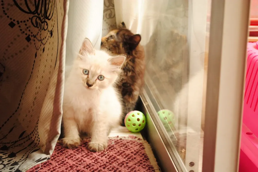 The best AND cheap cat litter The best AND cheap cat litter