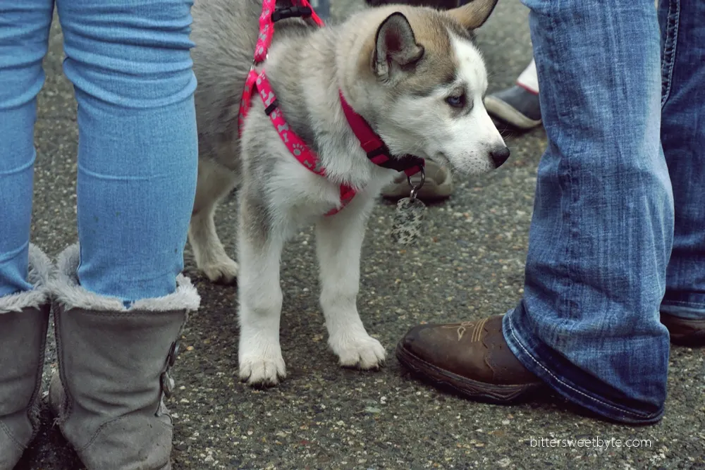 Husky puppy alaska