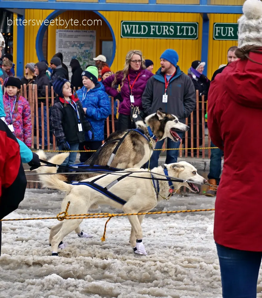 iditarod 2015 3
