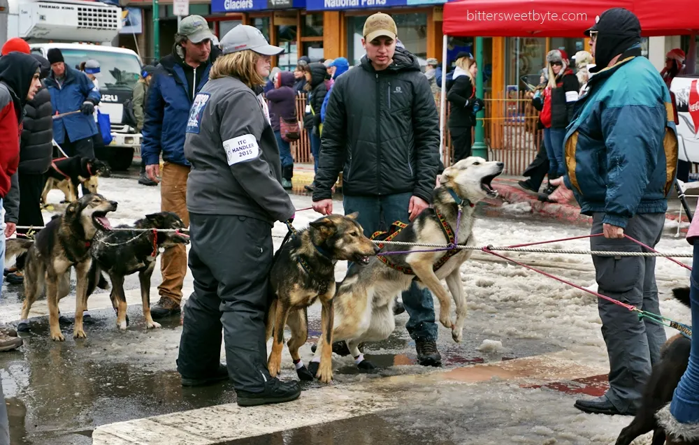 iditarod 2015 4